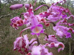 Myrmecophila tibicinis (Bateman ex Lindl.) Rolfe resmi