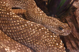 صورة Crotalus durissus Linnaeus 1758