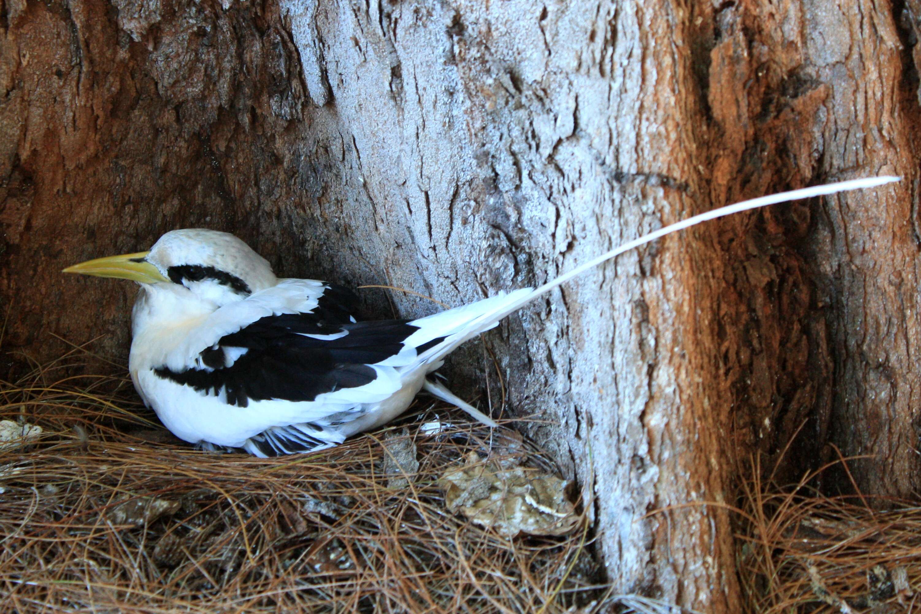 Image of tropicbirds