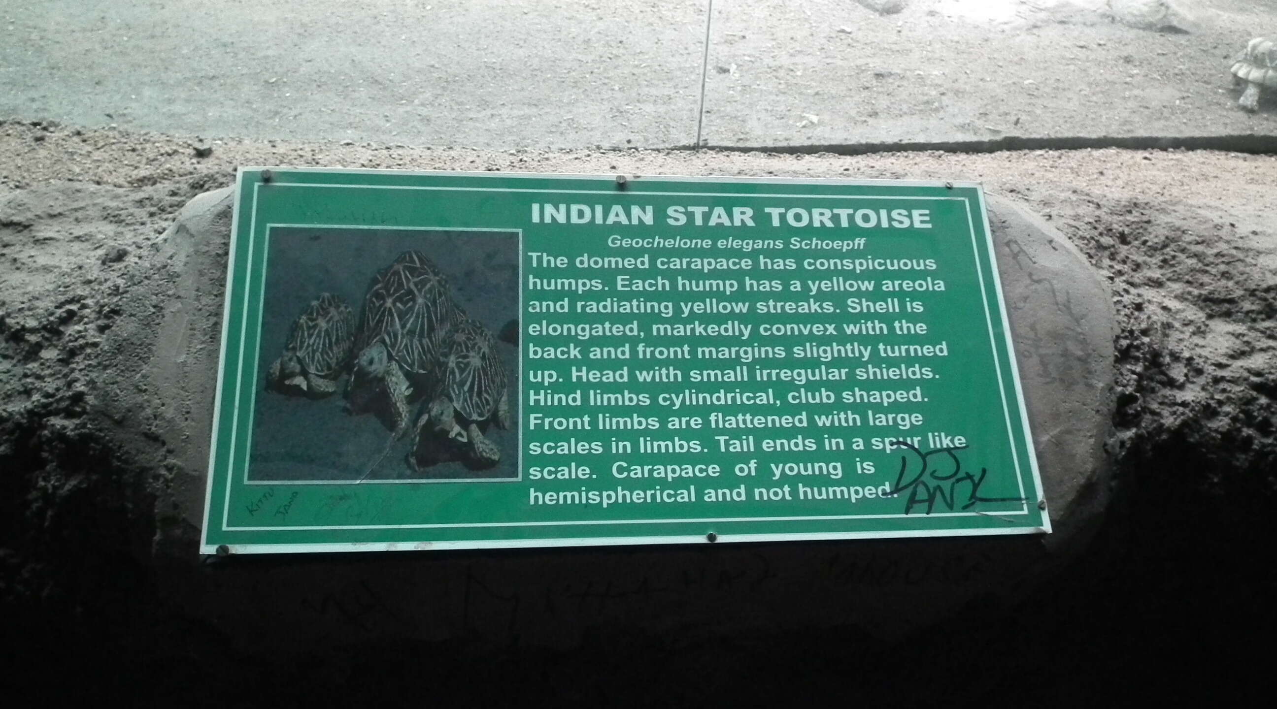 Image of Typical Tortoises