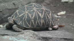 Image of Typical Tortoises