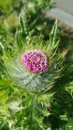 Image of clustered thistle
