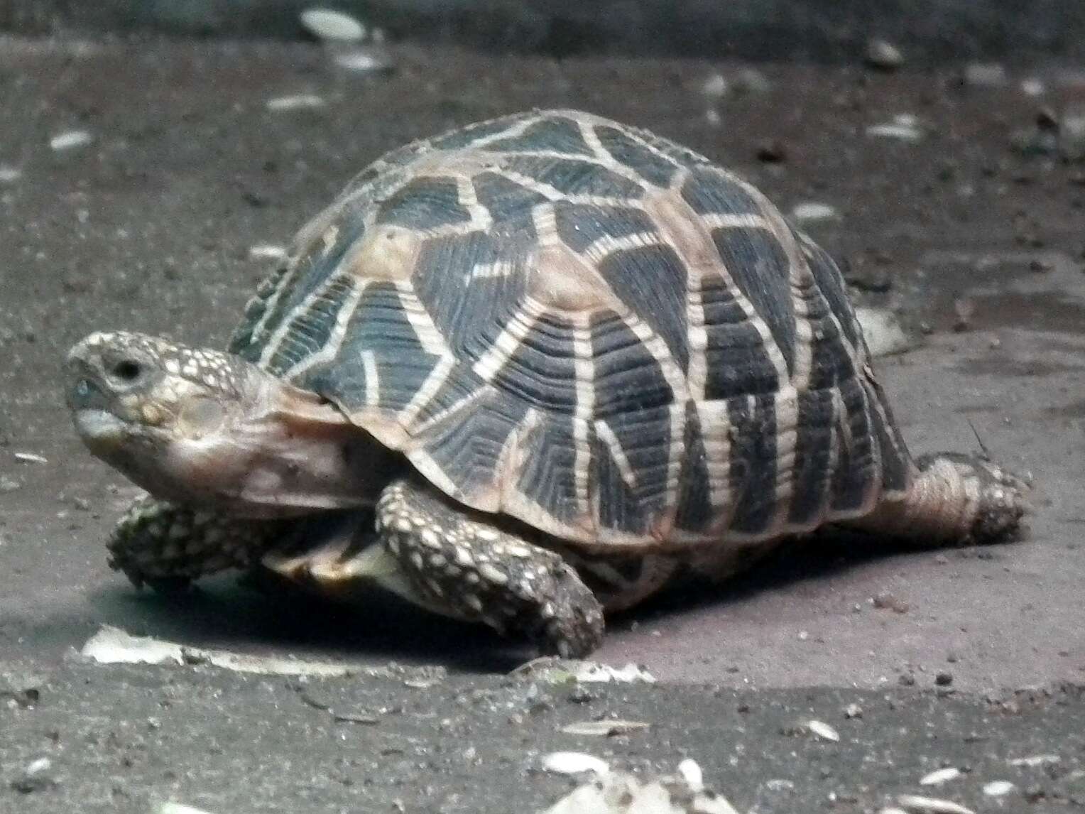 Image of Typical Tortoises