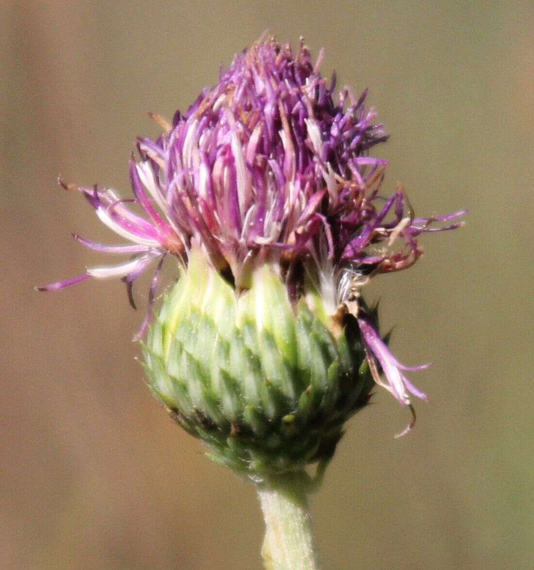 Imagem de Carduus defloratus subsp. glaucus (Baumg.) Nym.