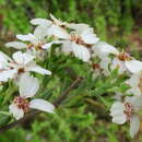 Sivun Eriocephalus africanus var. paniculatus (Cass.) M. A. N. Müll. kuva