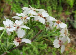 Image of Eriocephalus africanus var. paniculatus (Cass.) M. A. N. Müll.