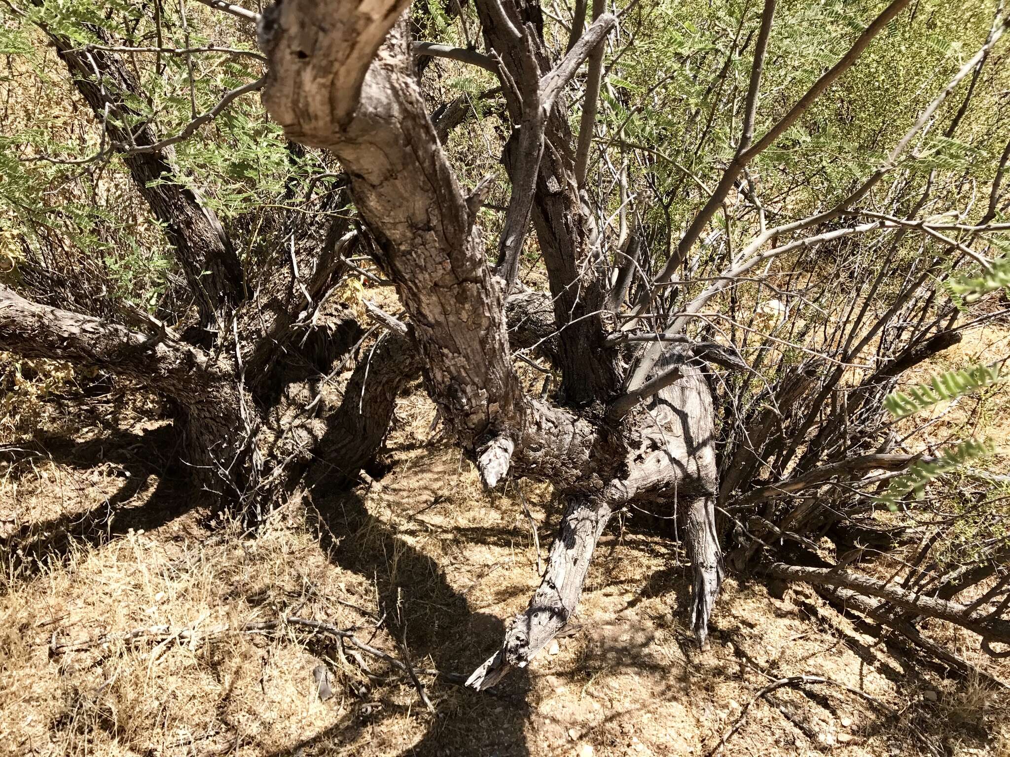 Sivun Prosopis velutina Wooton kuva