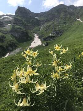 Image of Lilium kesselringianum Miscz.