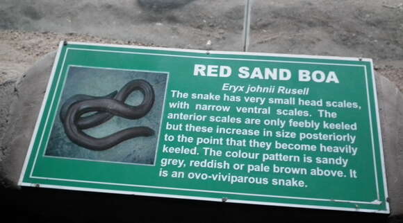 Image of Brown Sand Boa