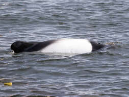 Image de Cephalorhynchus Gray 1846