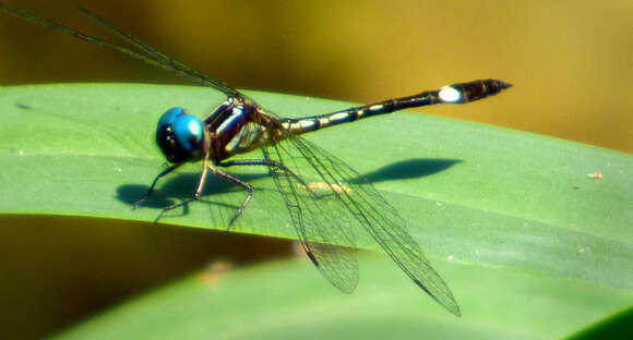 Image de Macrothemis ultima González 1992