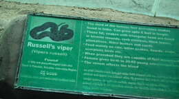 Image of Russel’s Viper