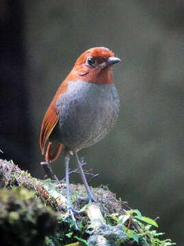 Image of Bicolored Antpitta