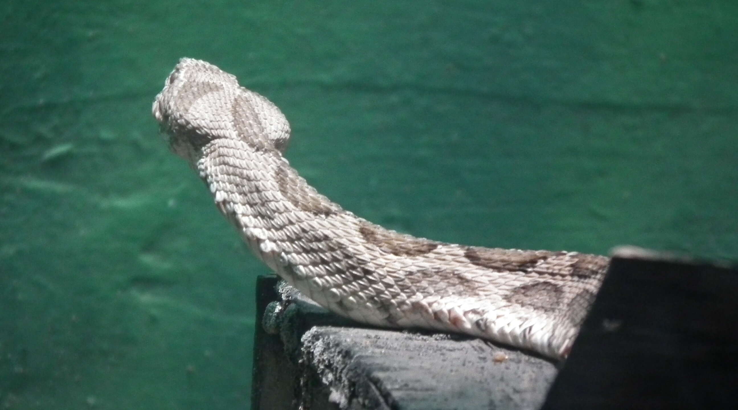 Image of Russel’s Viper