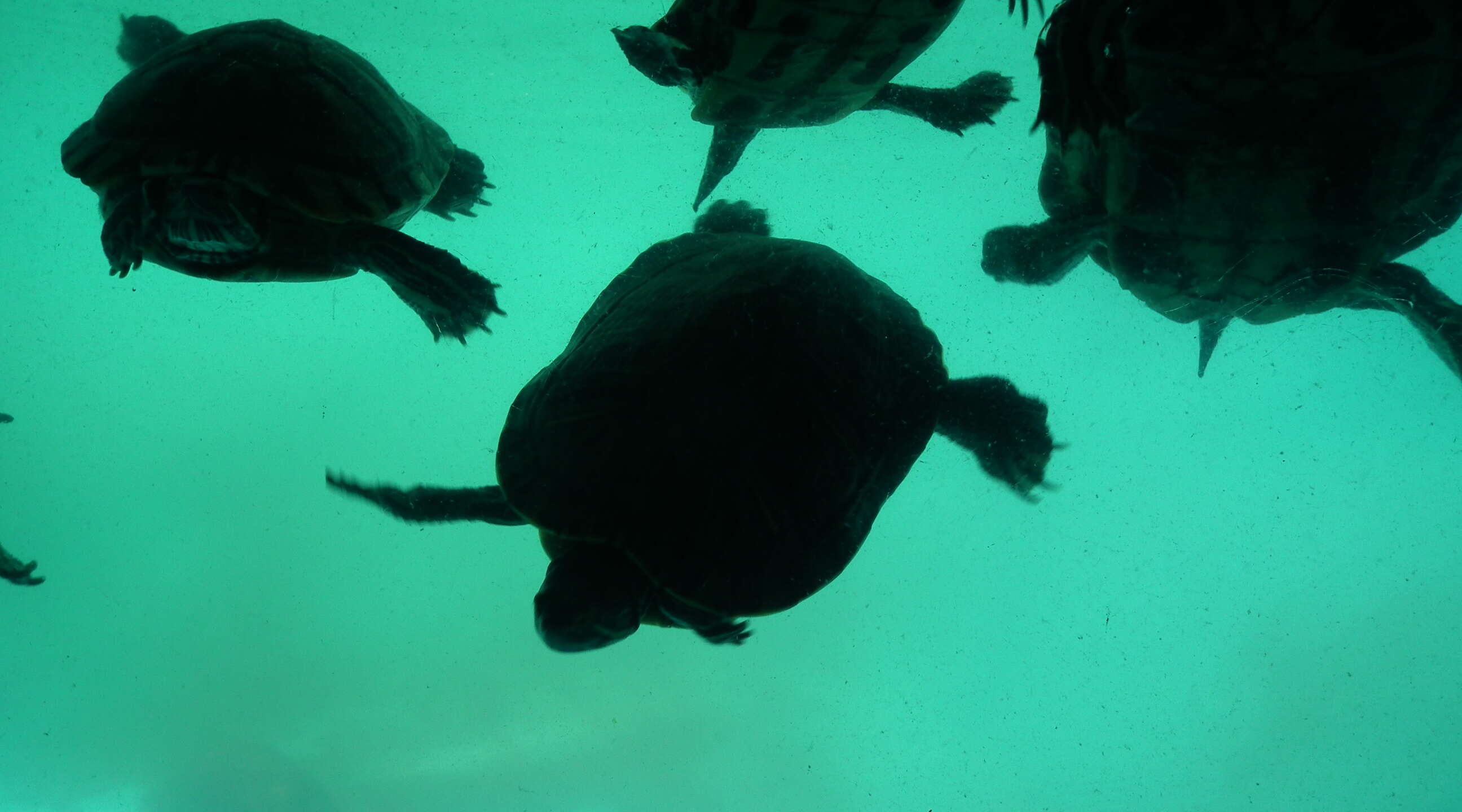 Image of Ganges soft-shelled turtle