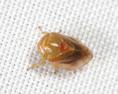 Image of Clastoptera testacea Fitch 1851