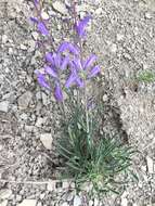 Image of Campanula ptarmicifolia Lam.