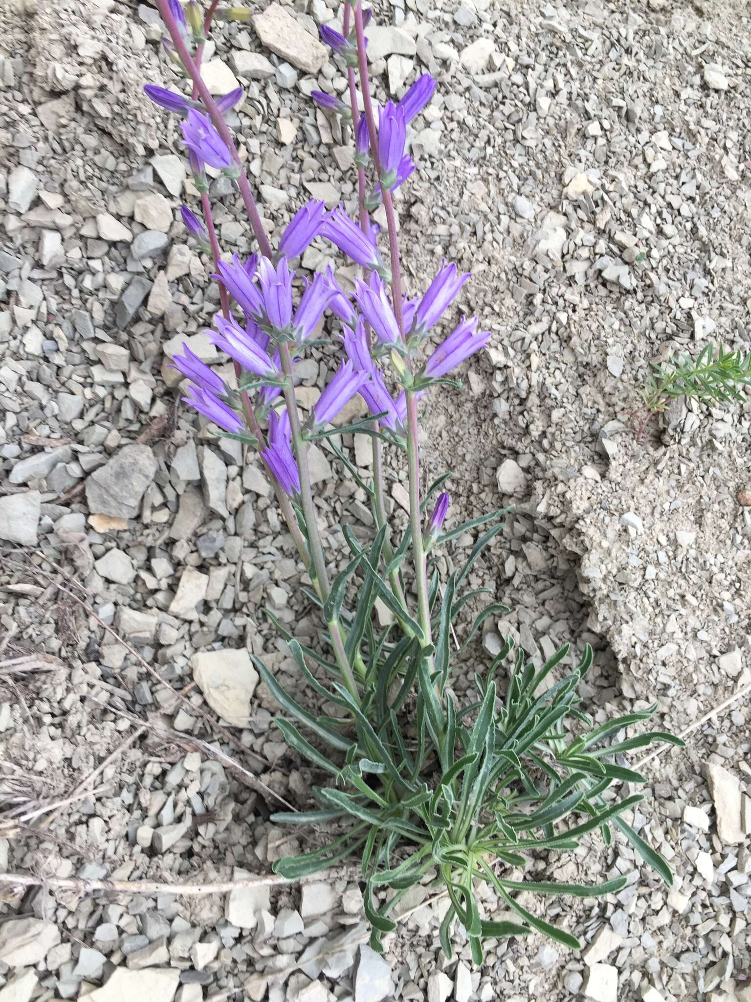 Image of Campanula ptarmicifolia Lam.