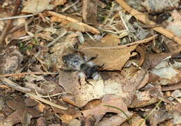 Image of Ashy Mining Bee