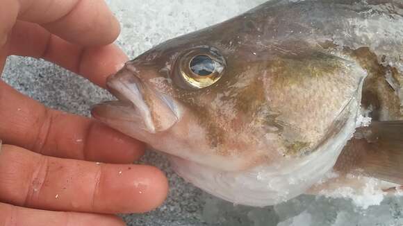 Image of Widow rockfish