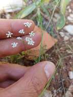 Image of Ammoides pusilla (Brot.) Breistr.