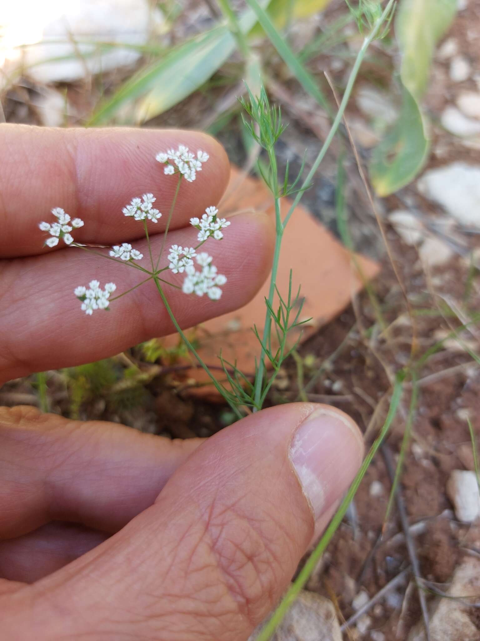 Image of Ammoides pusilla (Brot.) Breistr.