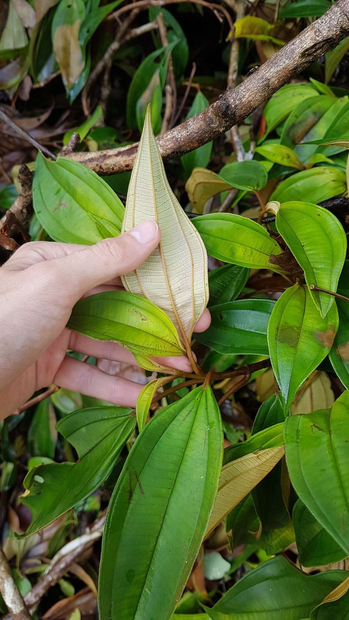 Imagem de Miconia mirabilis (Aubl.) L. O. Williams