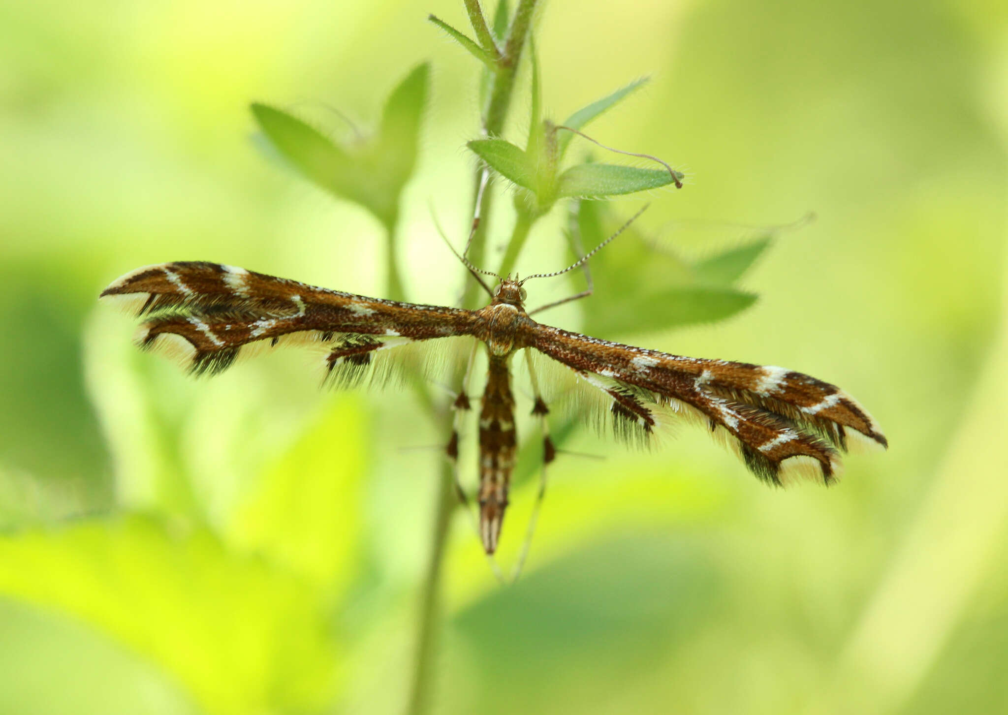 Image of Geina (Alucita) didactyla (Linnaeus 1758)