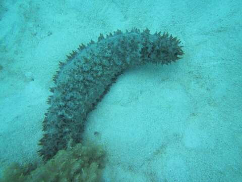 Image de Concombre de mer épineux