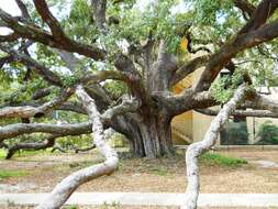 Image of Southern Live Oak