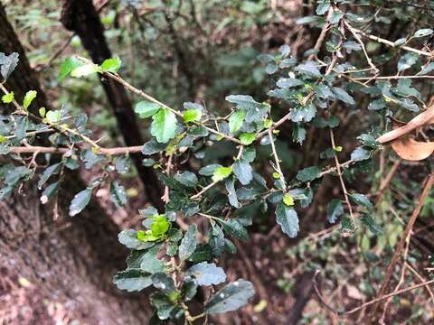 Image of Acalypha capillipes Müll. Arg.