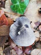 Plancia ëd Tricholoma sciodes (Pers.) C. Martín 1919