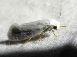 Image of Yucca Moth