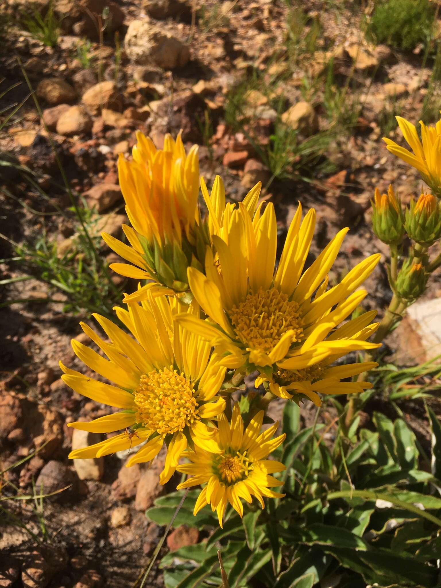 Imagem de Berkheya herbacea (L. fil.) Druce