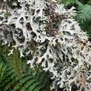 Image of Pseudocyphellaria faveolata (Delise) Malme
