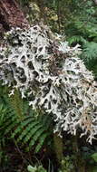 Image de Pseudocyphellaria faveolata (Delise) Malme