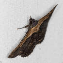 Image of Pale-edged Selenisa