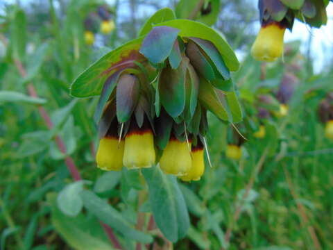 Image of Cerinthe major subsp. major