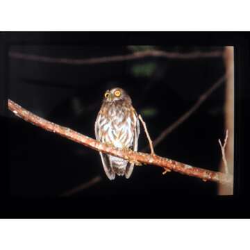 صورة Ninox philippensis Bonaparte 1855