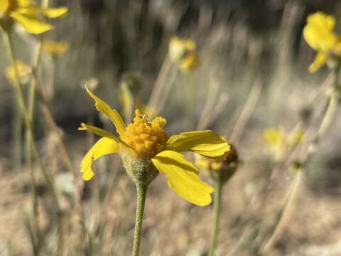 Plancia ëd Tetraneuris ivesiana Greene