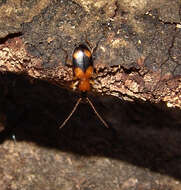 Sivun Agonum (Olisares) quadrimaculatum (G. Horn 1885) kuva