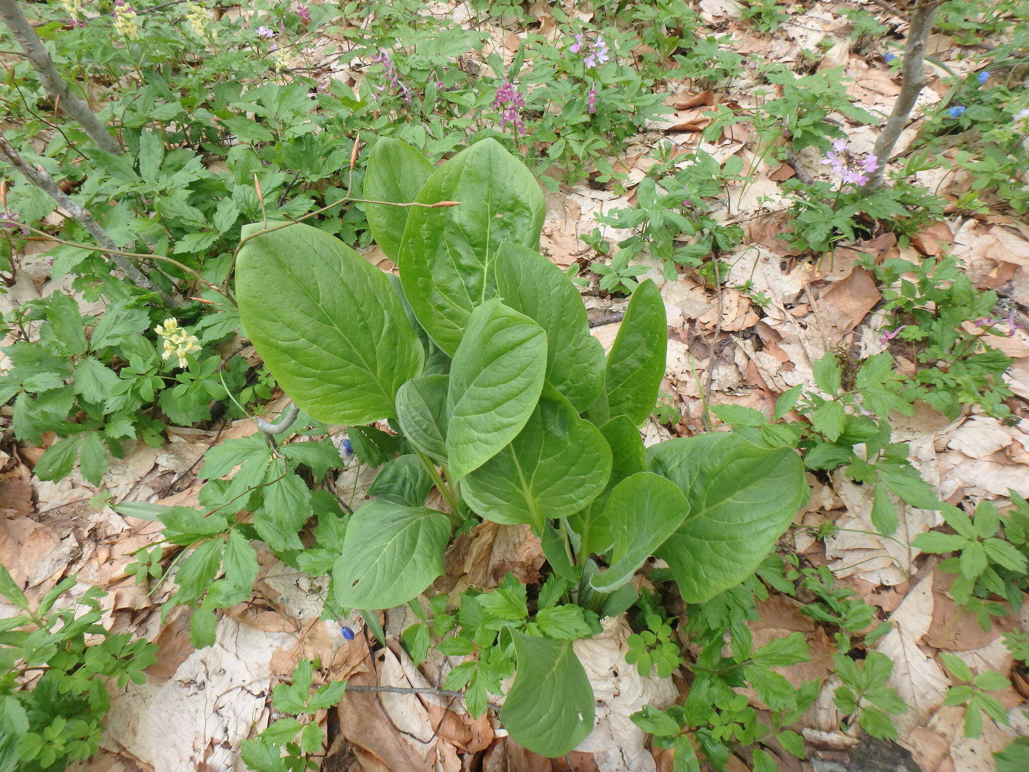 Sivun Cynoglossum dubium (Fisch. & C. A. Mey.) Greuter & Stier kuva