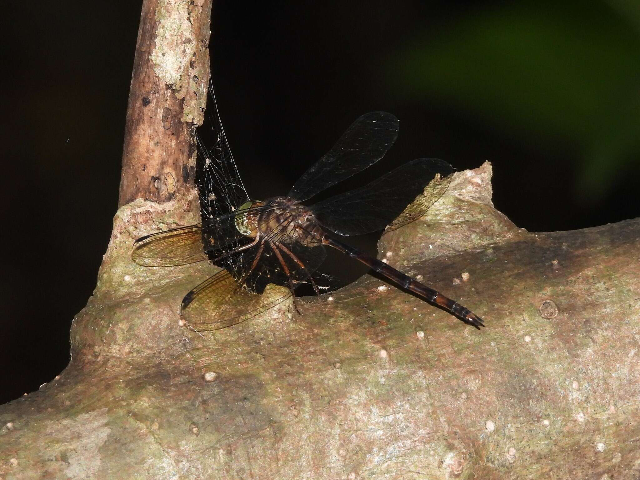 Image of Zyxomma atlanticum Selys 1889