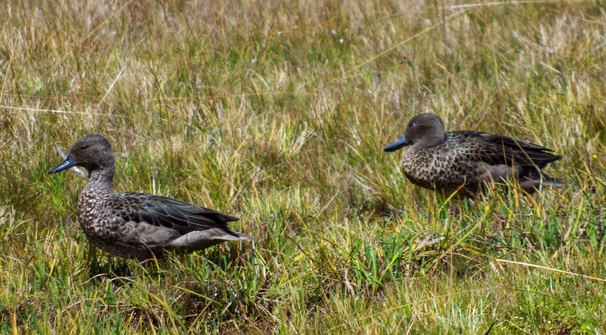 Image of Andean Teal