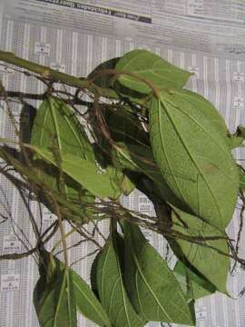 Image of Myriocarpa heterospicata Smith