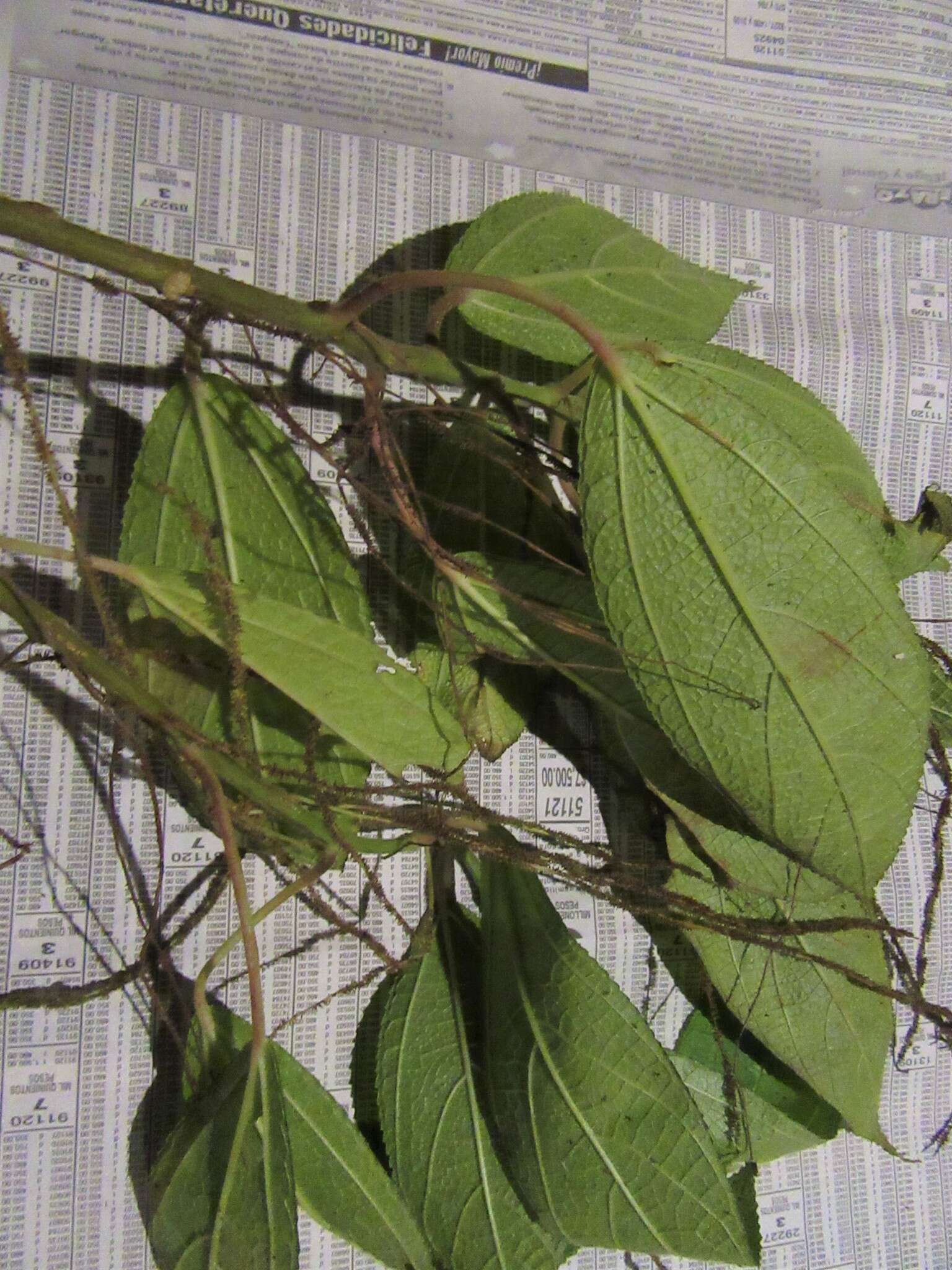 Myriocarpa heterospicata Smith的圖片