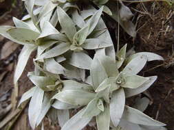 Image of Helichrysum arnicoides (Lam.) Cordem.
