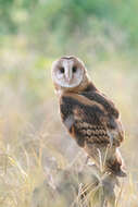 Image of Eastern Grass Owl