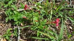 Plancia ëd Ruellia elegans Poir.