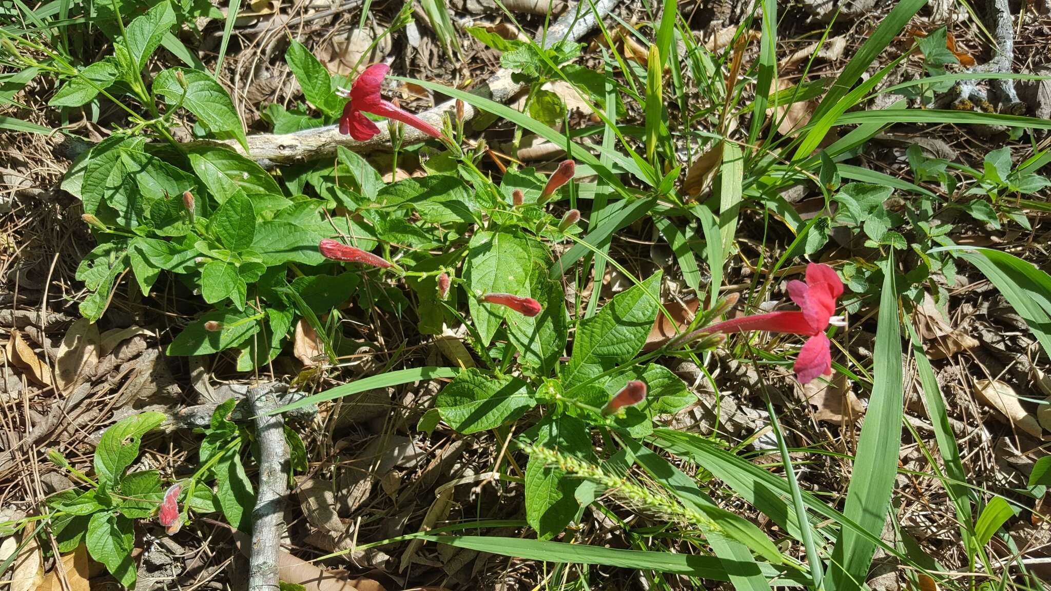 Plancia ëd Ruellia elegans Poir.